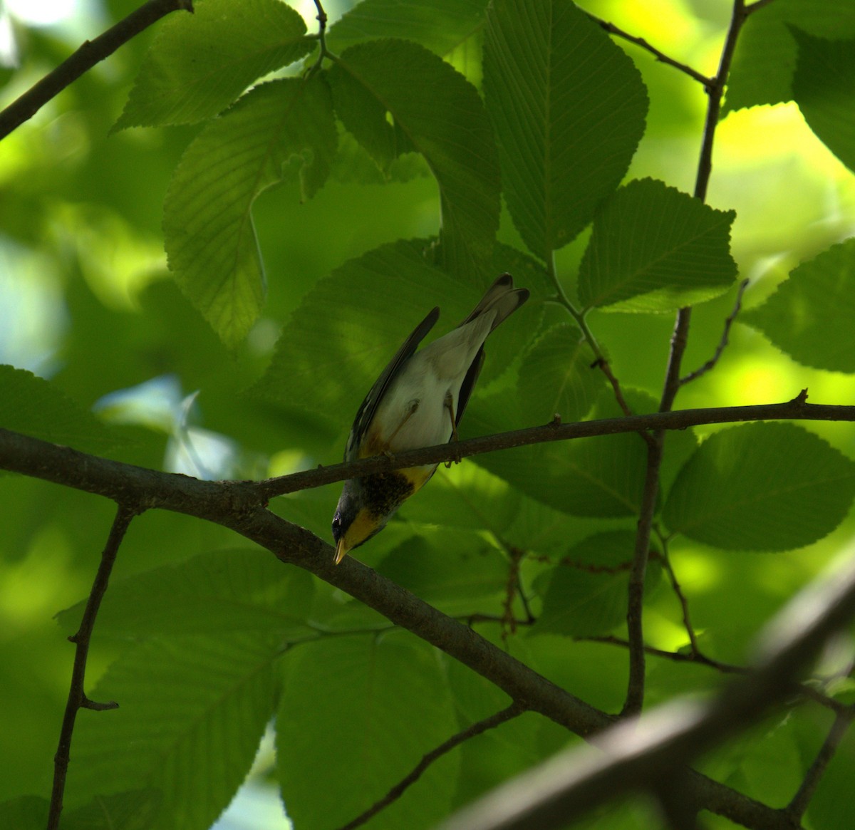 Northern Parula - Cindy & Gene Cunningham