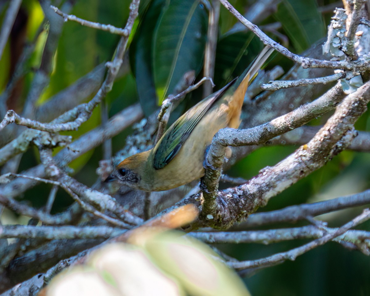 Burnished-buff Tanager - ML618232238