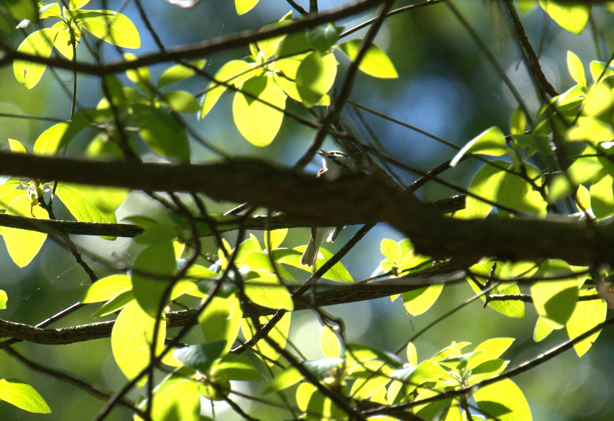 Chestnut-sided Warbler - Cindy & Gene Cunningham