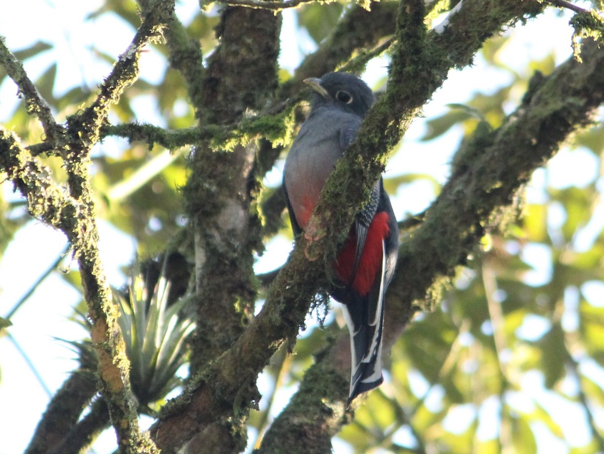 Surucua Trogon - Miguel  Magro