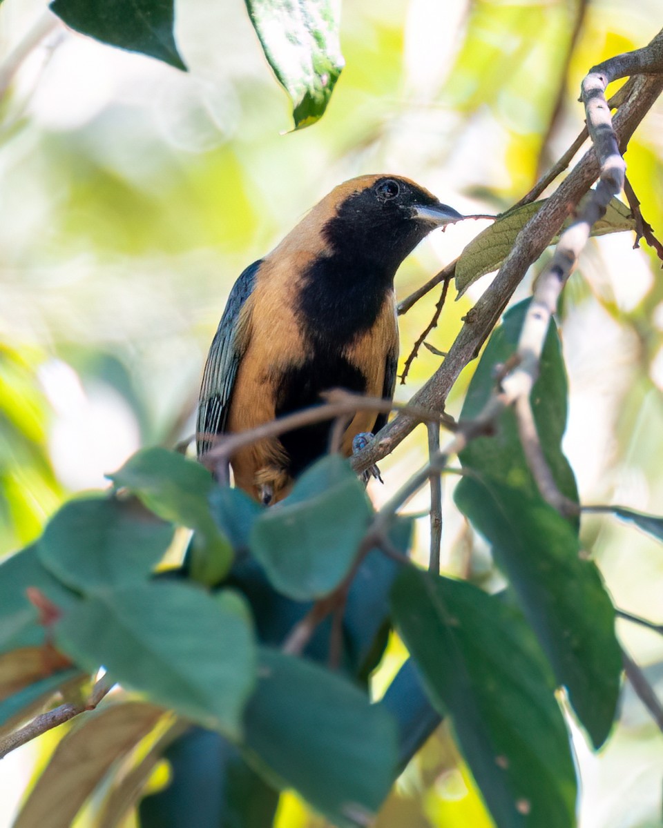 Burnished-buff Tanager - Victor Pássaro