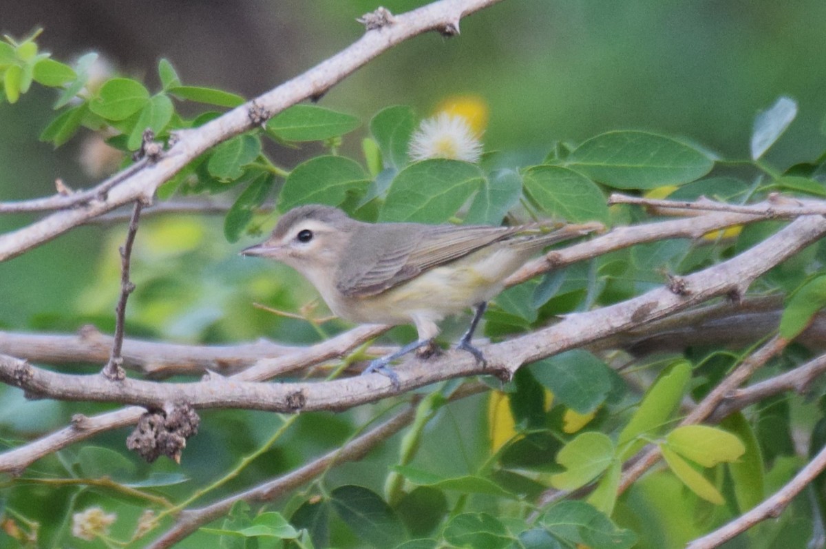 Warbling Vireo - Nestor Herrera