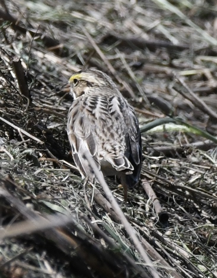 Savannah Sparrow - Becky Rooney