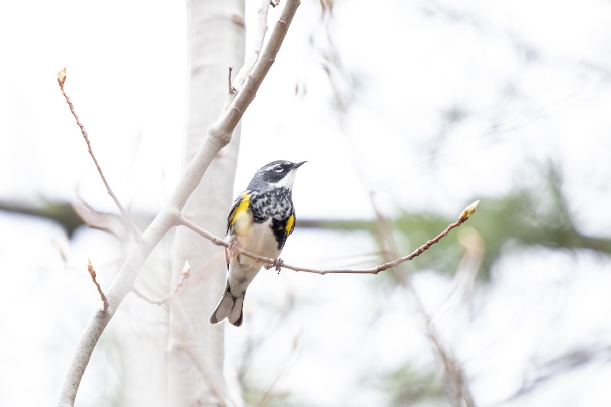 Yellow-rumped Warbler - Michèle Delisle