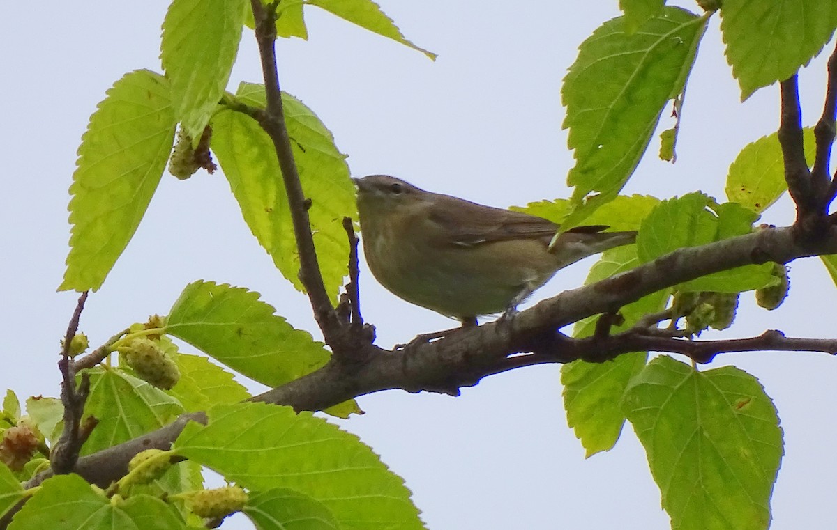 Garden Warbler - Ángel Bereje Guidault