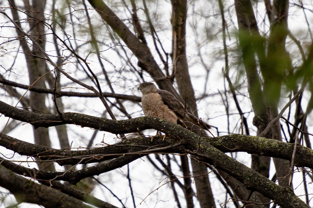 Cooper's Hawk - Michèle Delisle