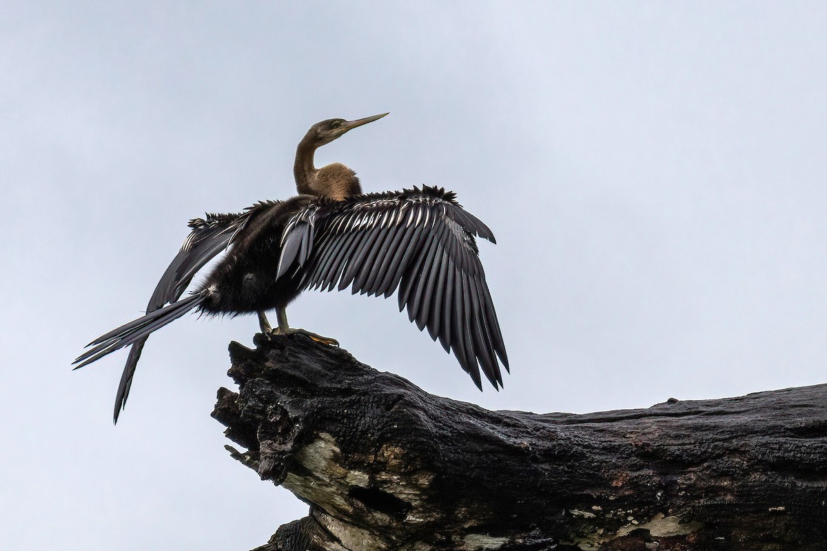 Oriental Darter - ML618232326