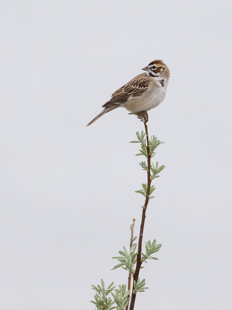 Lark Sparrow - Debbie Tubridy