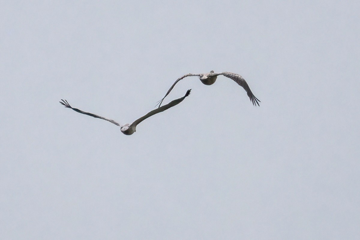 Spot-billed Pelican - Shaqayeq Vahshi