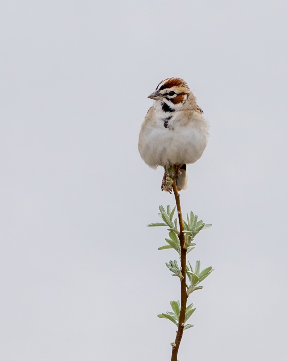 Lark Sparrow - ML618232349