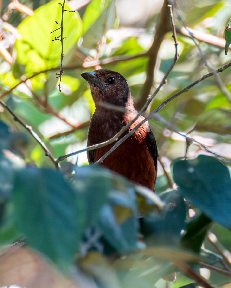 Silver-beaked Tanager - ML618232373