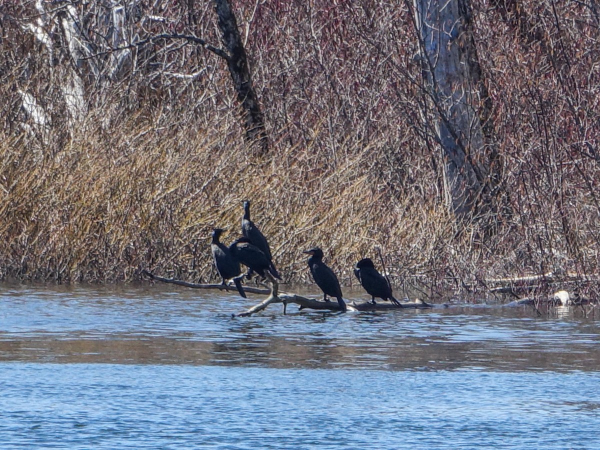 Double-crested Cormorant - Denisette Laf