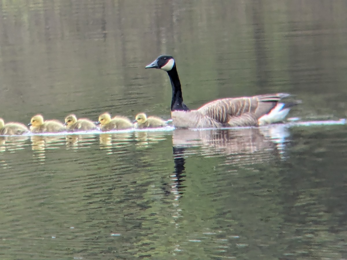 Canada Goose - Daniel Sanbeg