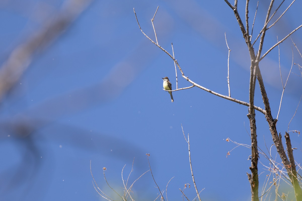 Dusky-capped Flycatcher (olivascens) - Michael Sadat