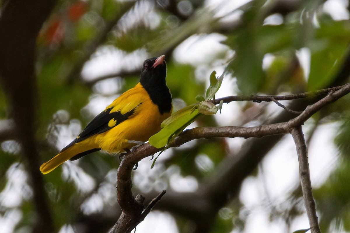 Black-hooded Oriole - Shaqayeq Vahshi