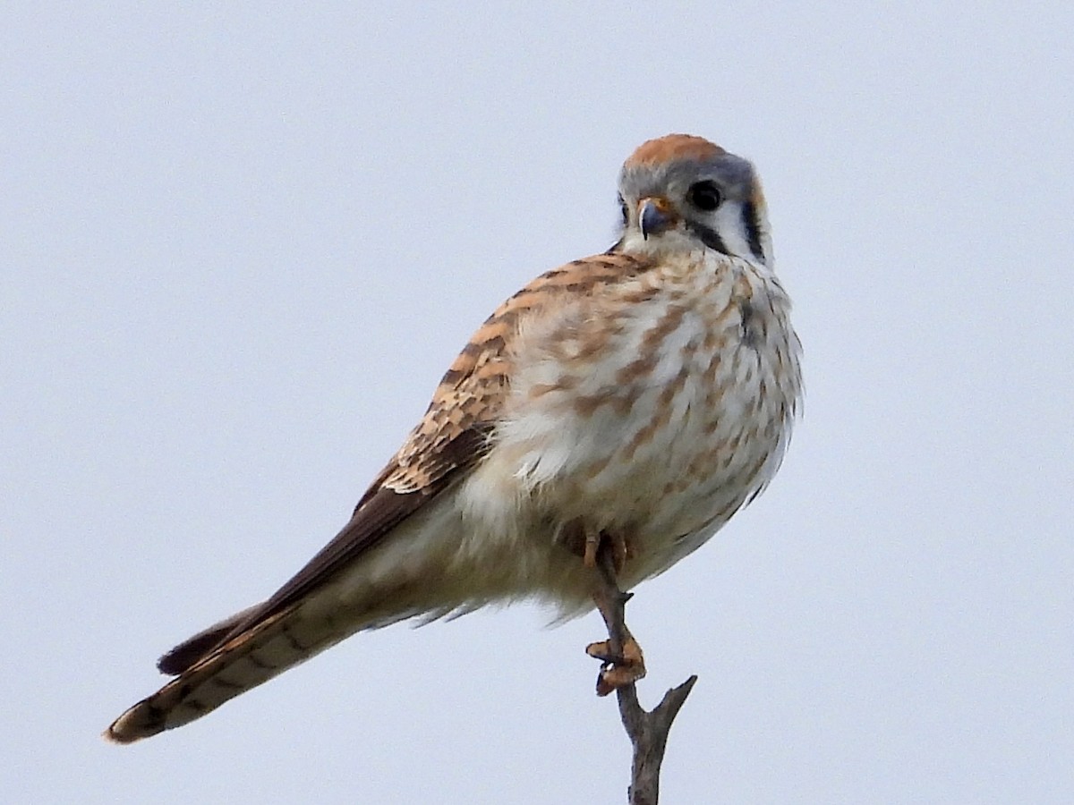 American Kestrel - ML618232459