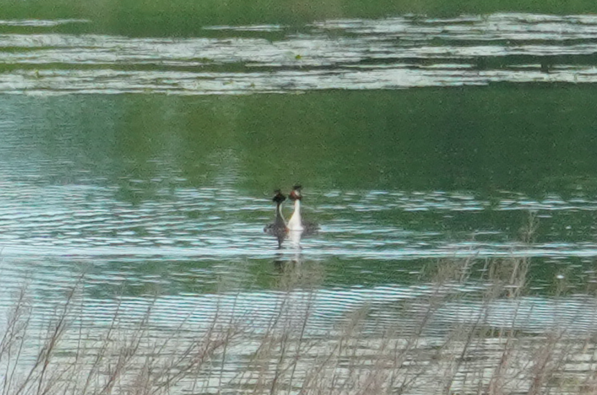 Great Crested Grebe - Wandrille Ferrand