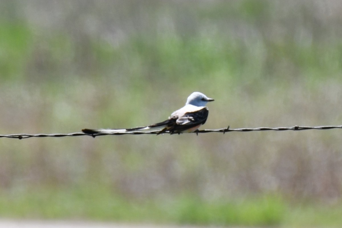 Scissor-tailed Flycatcher - Carmen Ricer