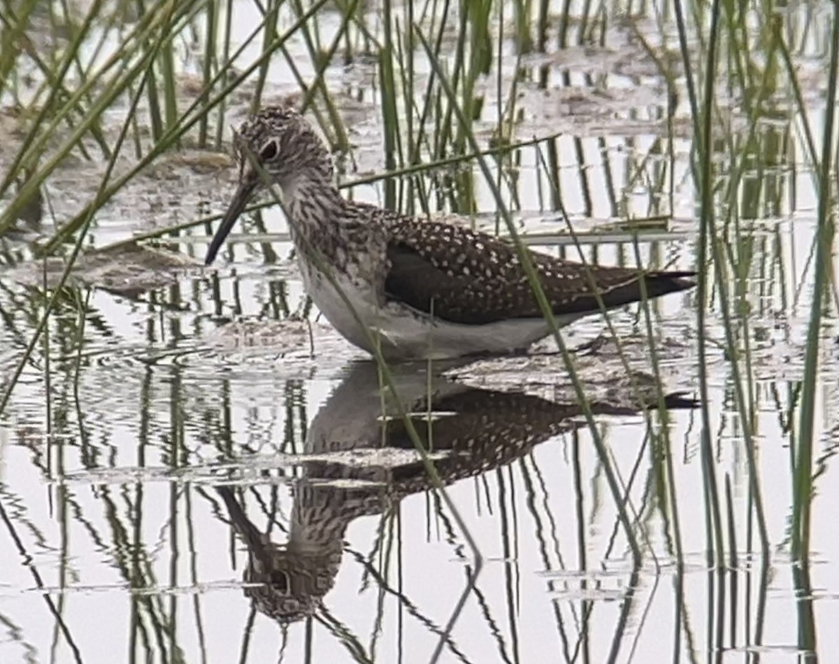 Solitary Sandpiper - Mark McShane