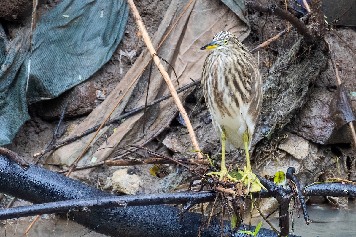 Indian Pond-Heron - Shaqayeq Vahshi