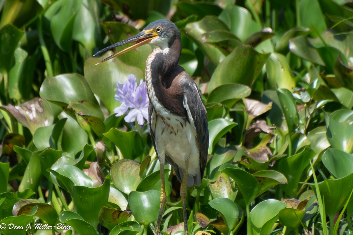 Tricolored Heron - Dana Miller-Blair