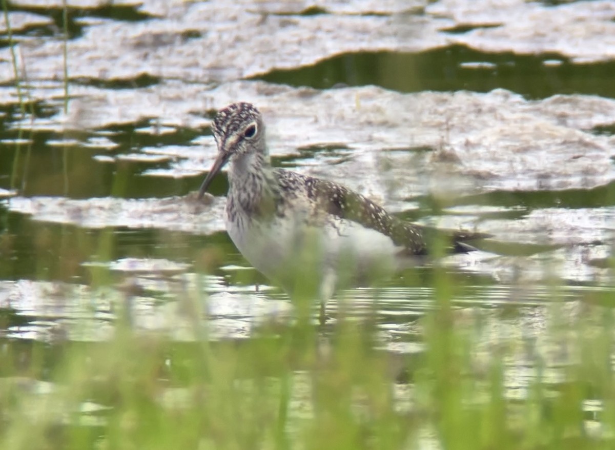 Solitary Sandpiper - Mark McShane