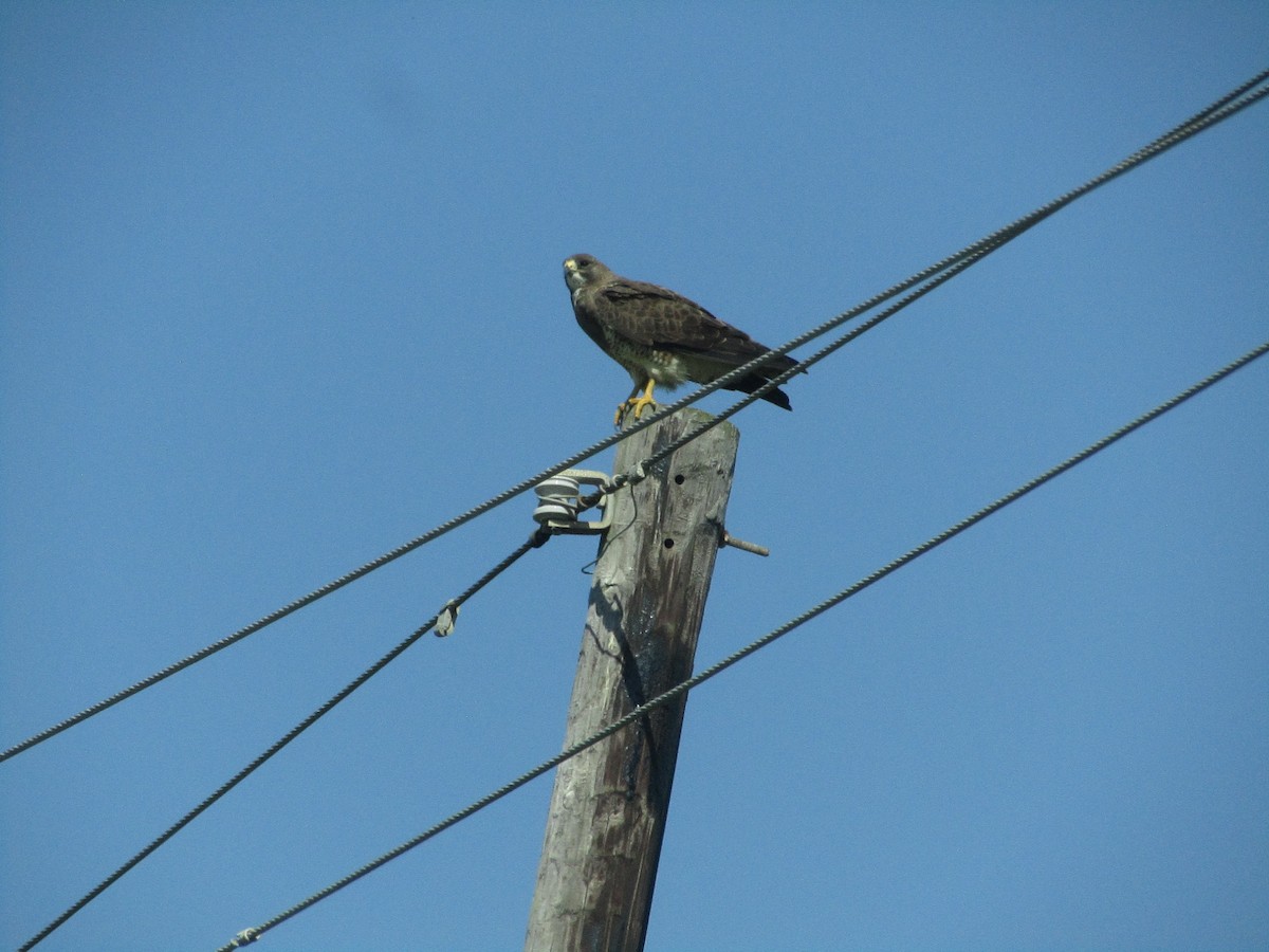 Swainson's Hawk - David Bridge