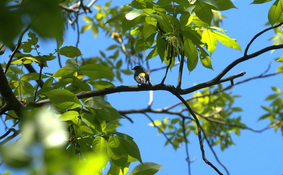 Yellow-rumped Warbler - Cindy & Gene Cunningham