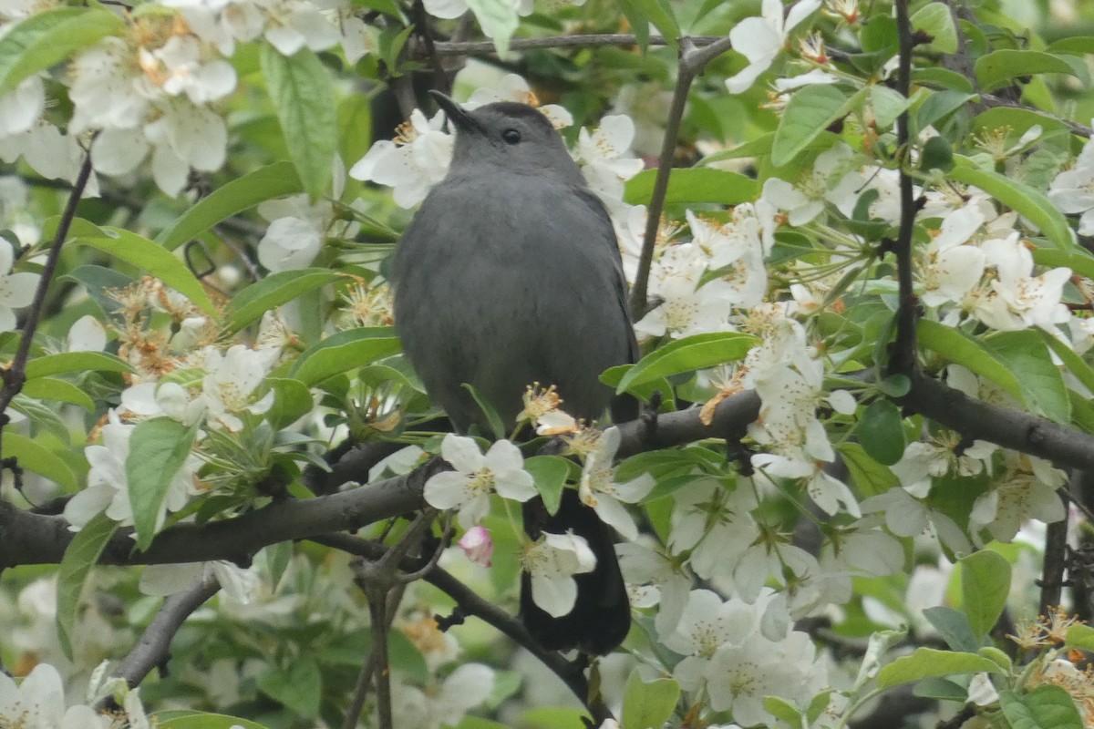 Gray Catbird - ML618232570