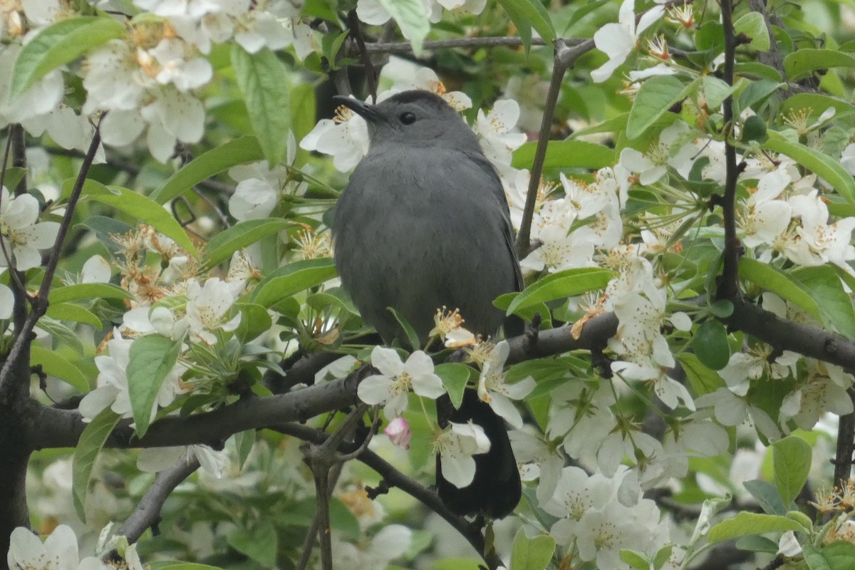 Gray Catbird - ML618232574