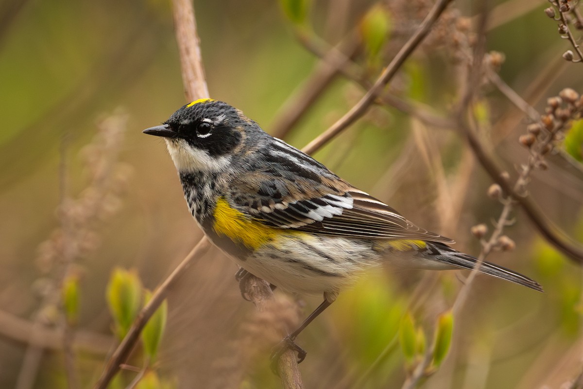 Yellow-rumped Warbler - Matt Kaiser