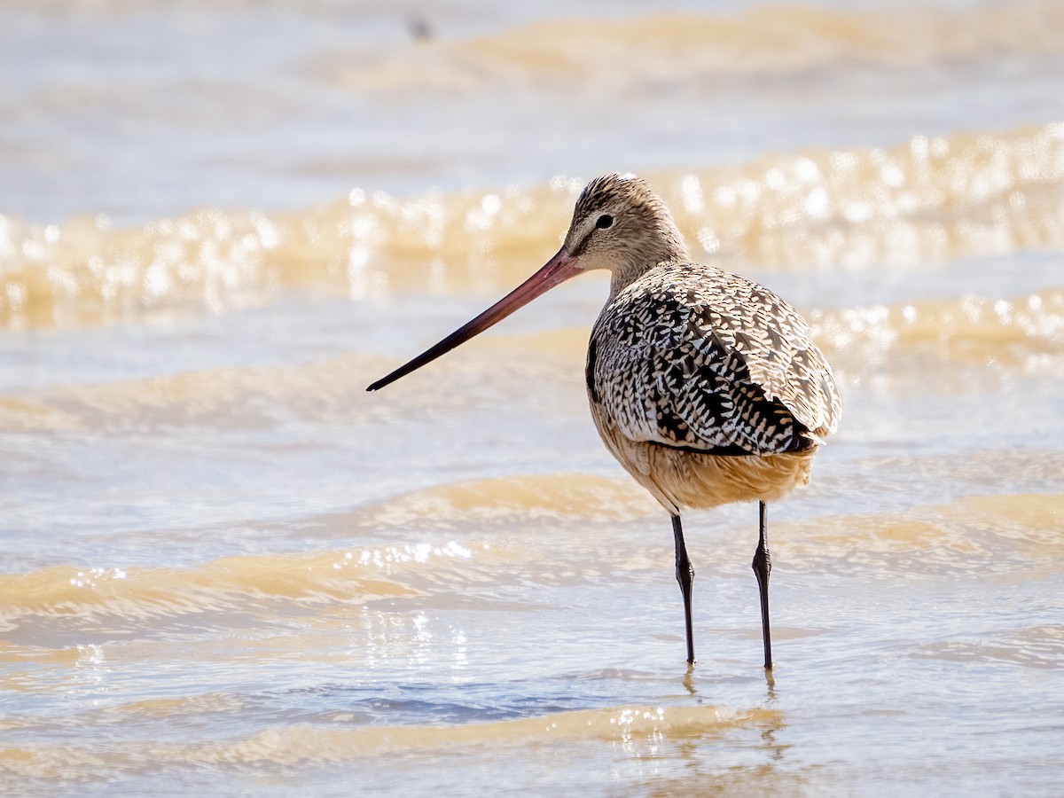 Marbled Godwit - Debbie Tubridy