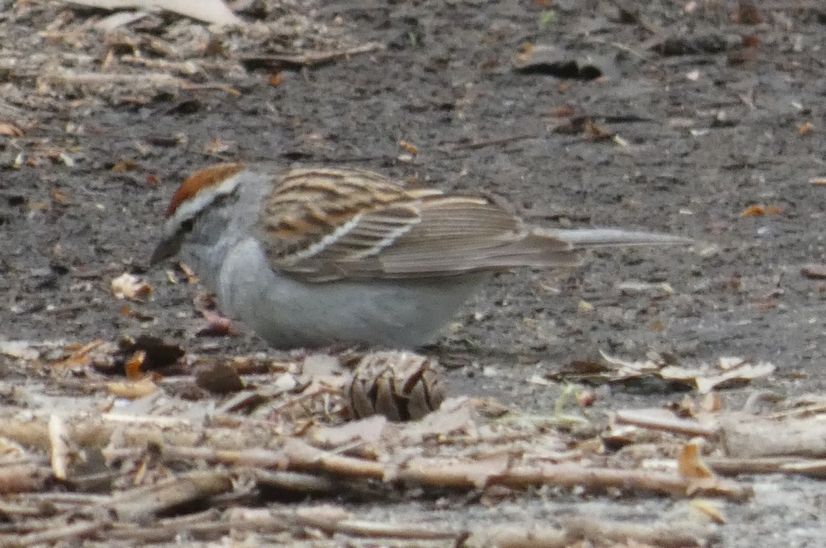 Chipping Sparrow - ML618232586