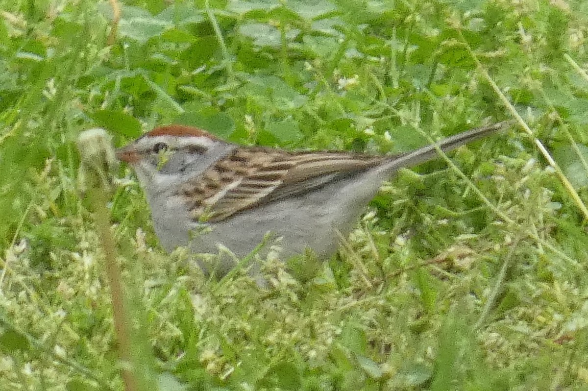 Chipping Sparrow - ML618232587