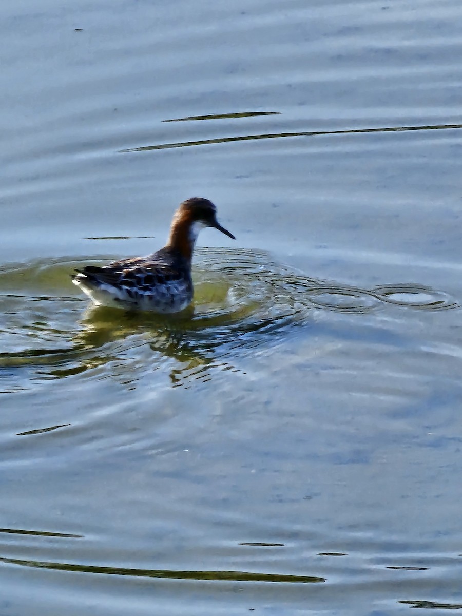 Red-necked Phalarope - Michael Baker