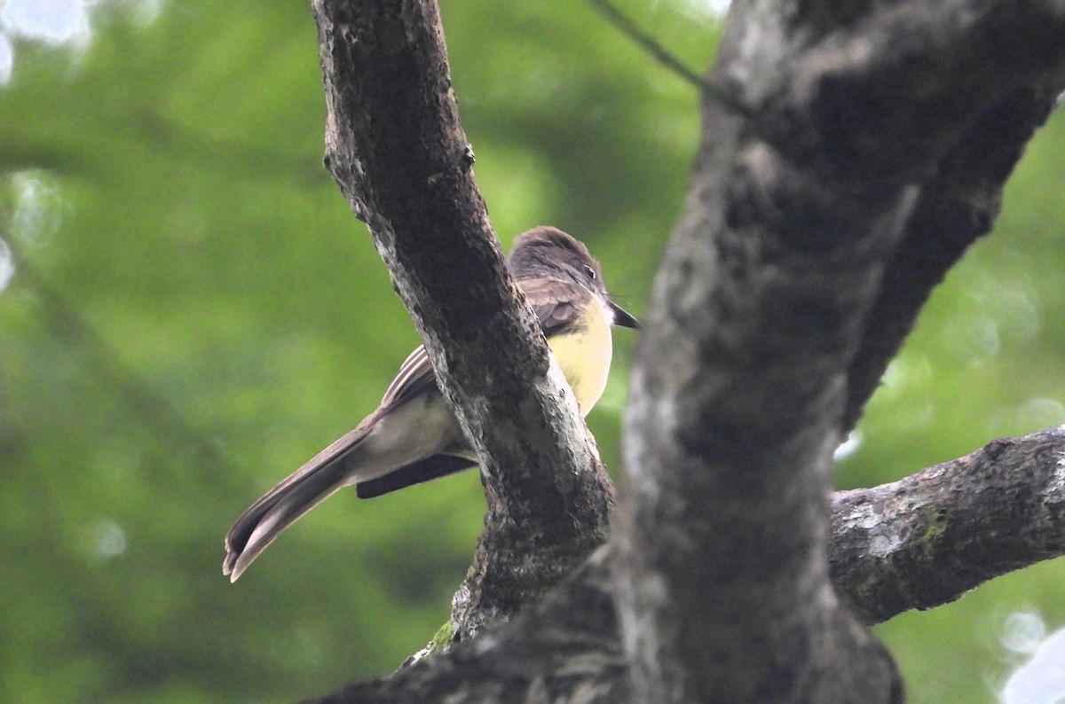 Brown-crested Flycatcher - ML618232591