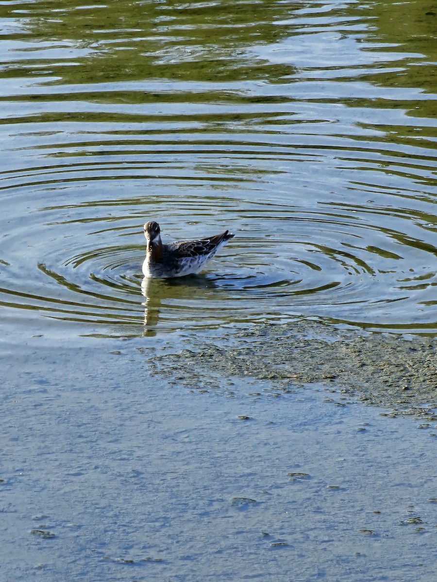 Red-necked Phalarope - Michael Baker