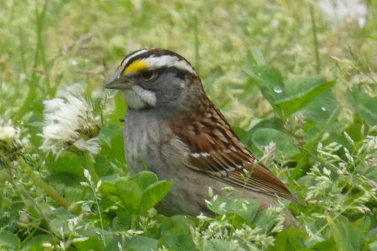 White-throated Sparrow - ML618232613