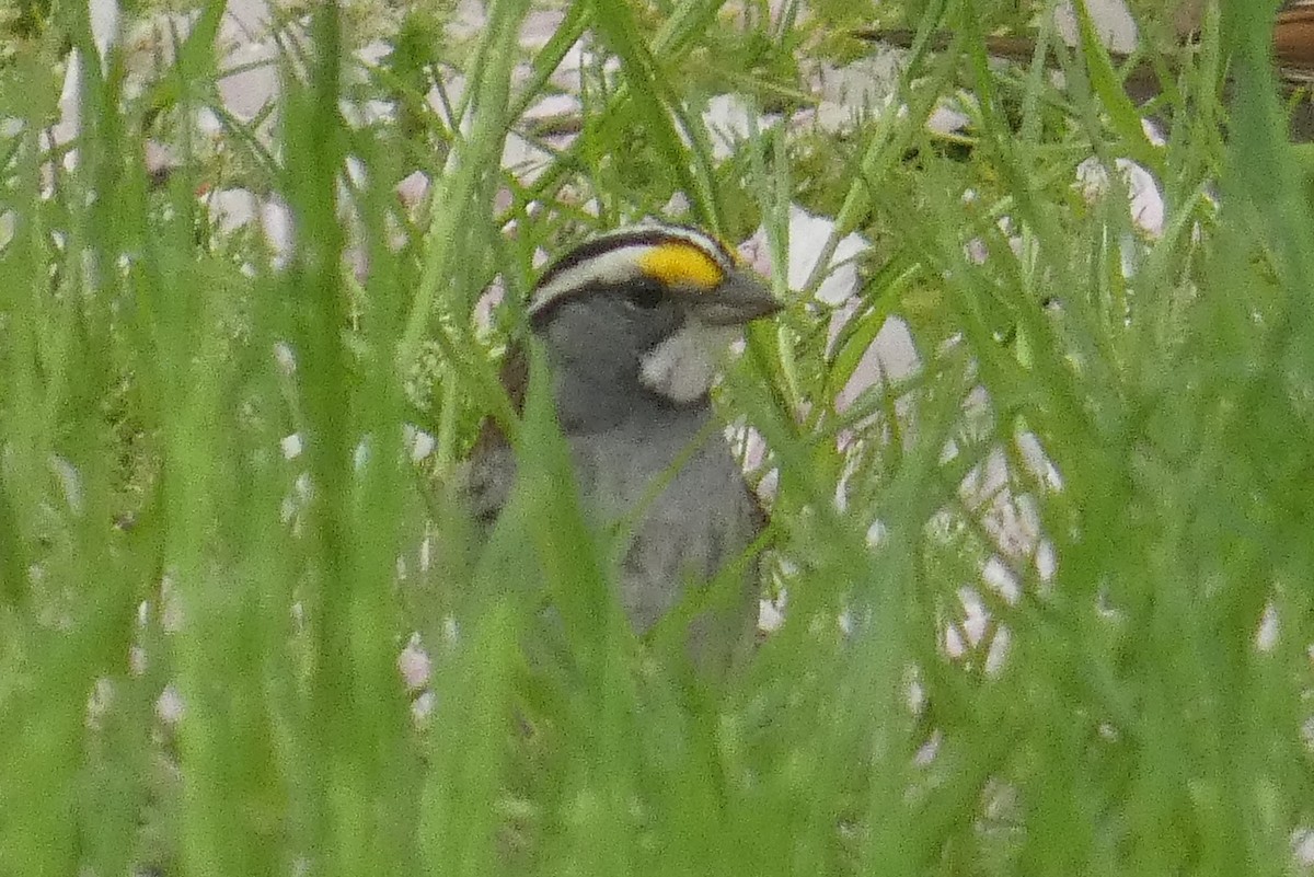 White-throated Sparrow - ML618232614