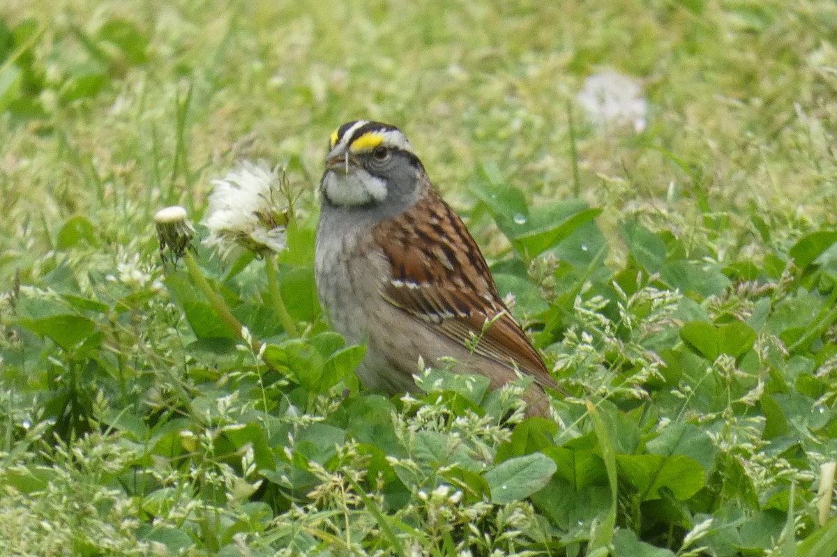 White-throated Sparrow - ML618232615