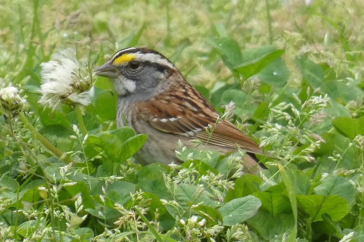 White-throated Sparrow - ML618232616