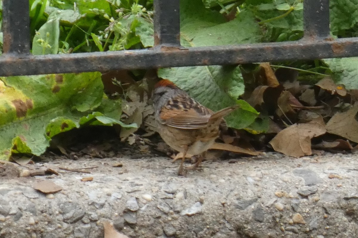 Swamp Sparrow - ML618232622