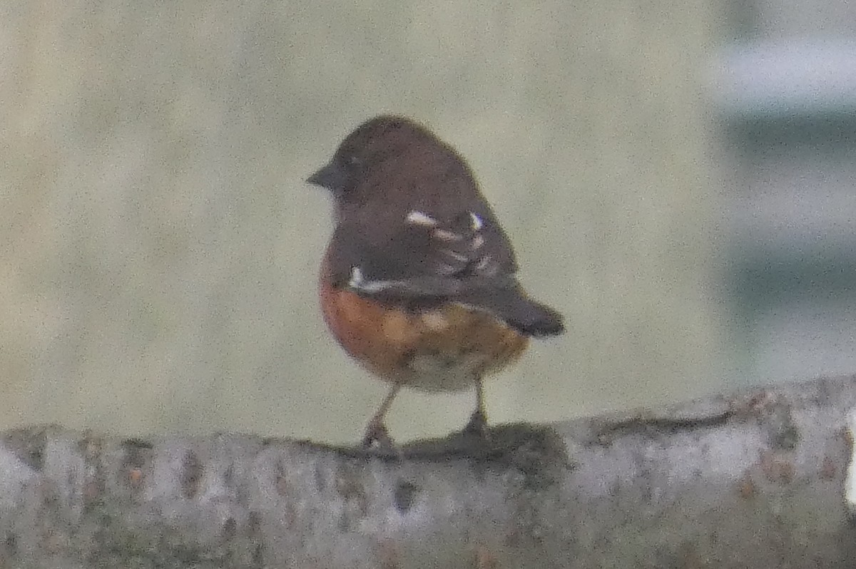 Eastern Towhee - ML618232629