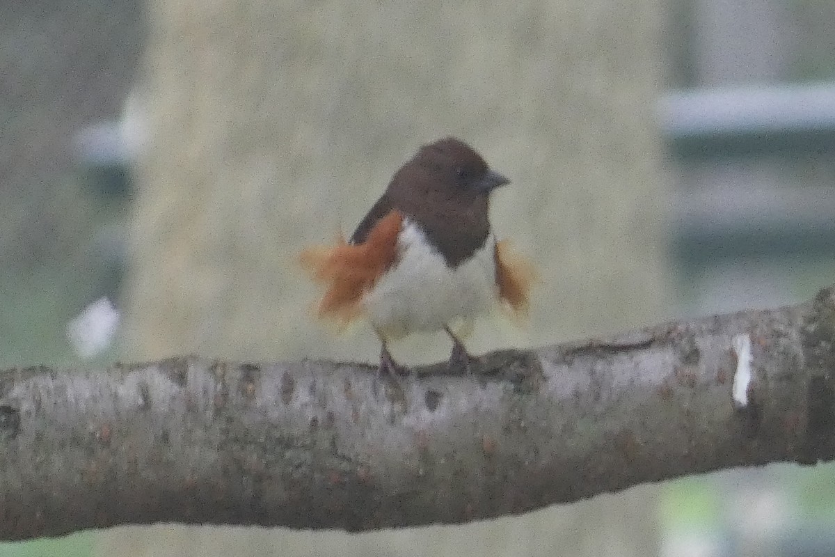 Eastern Towhee - ML618232630