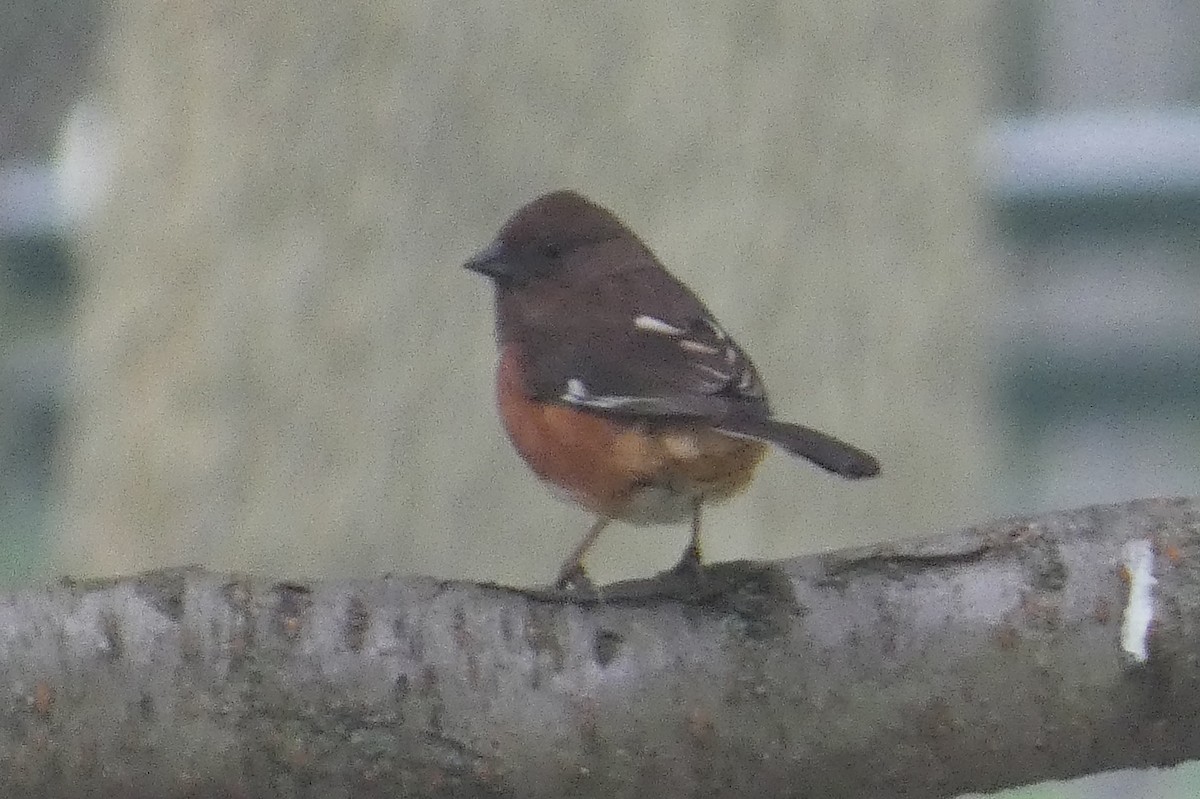 Eastern Towhee - ML618232631