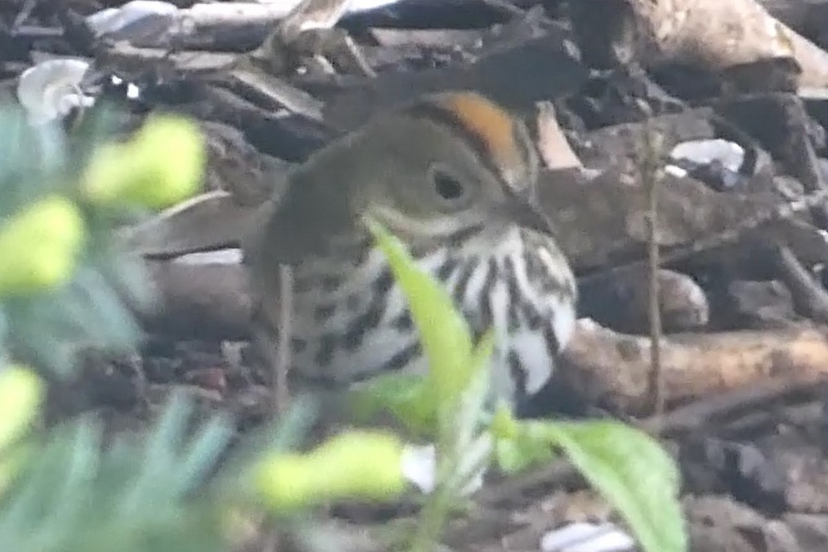 Ovenbird - ML618232637