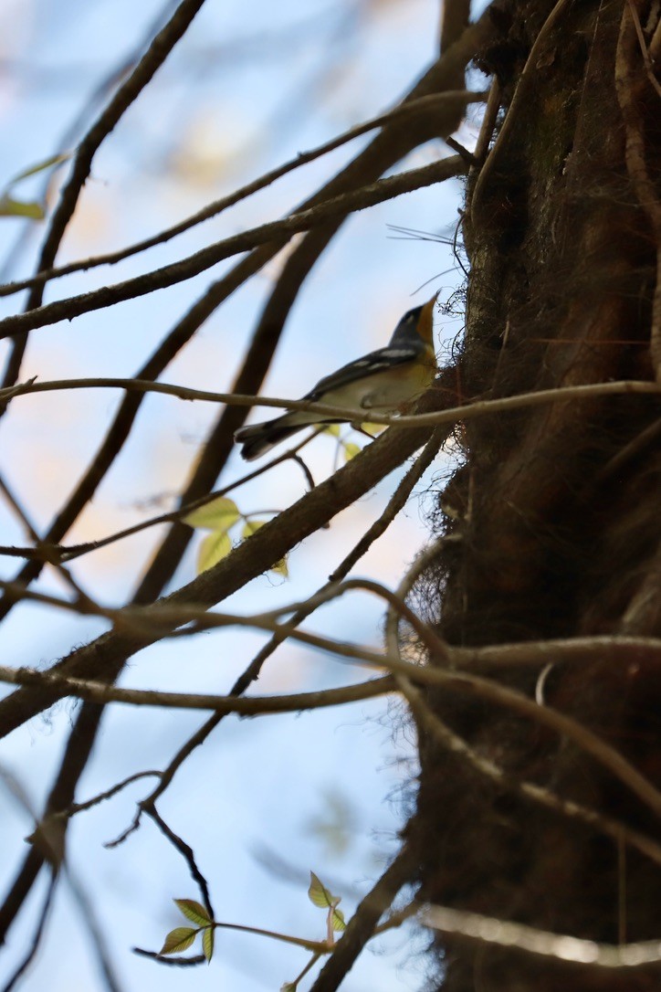 Northern Parula - JoAnn Dalley