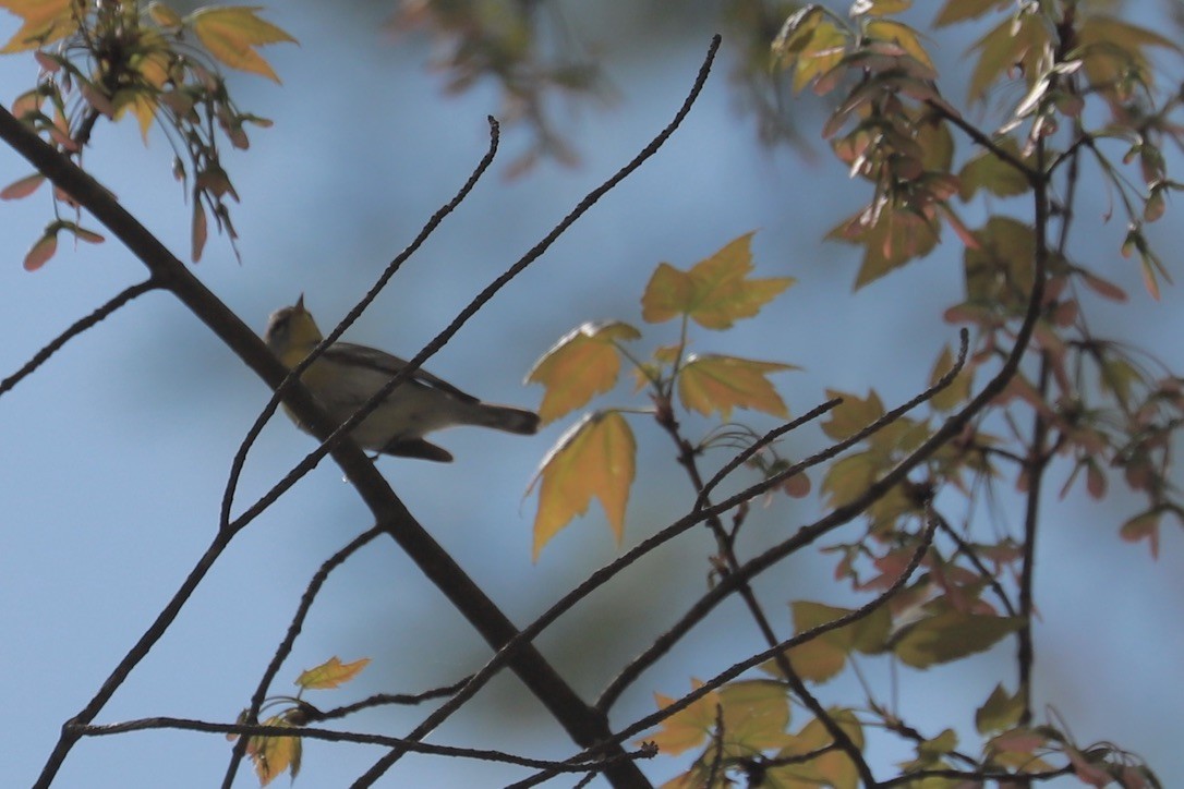 Northern Parula - JoAnn Dalley