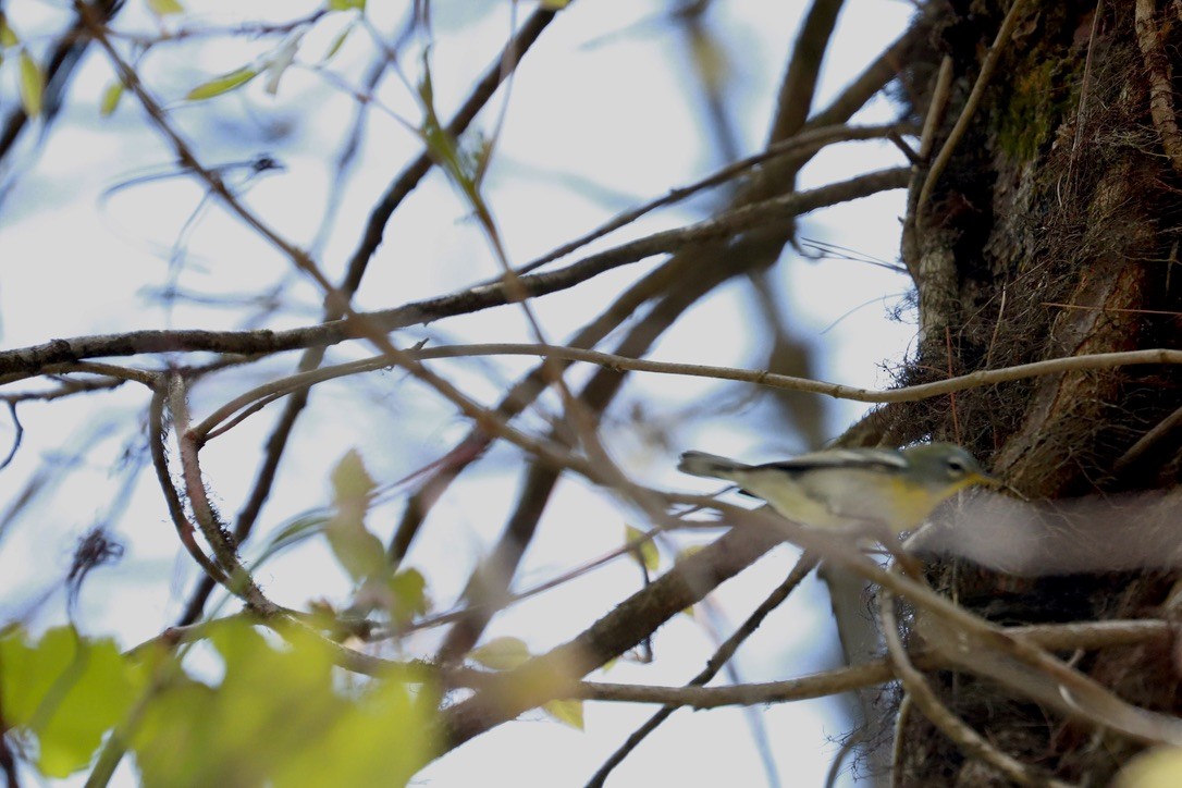 Northern Parula - JoAnn Dalley