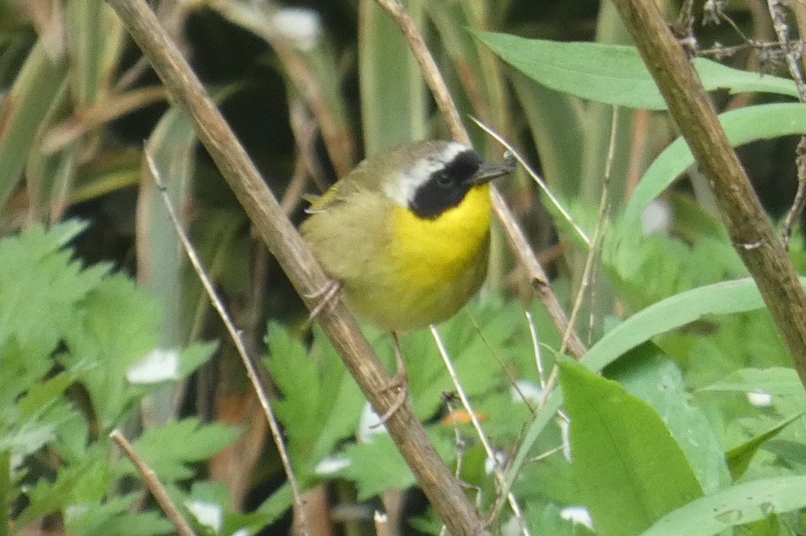 Common Yellowthroat - ML618232649